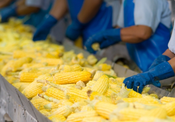 ไลน์ผลิตอุตสาหกรรมอาหาร ที่เน้นย้ำความสะอาด ต้องใช้โคมไฟเฉพาะอย่างโคมไฟไฮเบย์คลีนรูม